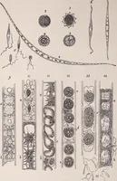 An illustration from The microscope and its revelations (1891)