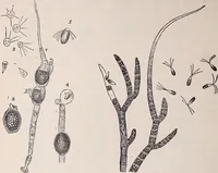 An illustration from The microscope and its revelations (1891)