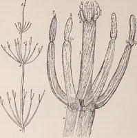 An illustration from The microscope and its revelations (1891)
