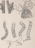 An illustration from The microscope and its revelations (1891)