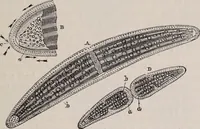 An illustration from The microscope and its revelations (1891)