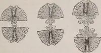 An illustration from The microscope and its revelations (1891)