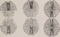 An illustration from The microscope and its revelations (1891)
