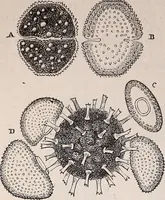 An illustration from The microscope and its revelations (1891)