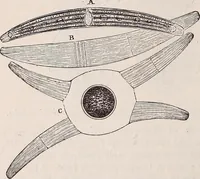 An illustration from The microscope and its revelations (1891)