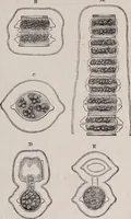 An illustration from The microscope and its revelations (1891)