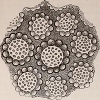 An illustration from The microscope and its revelations (1891)