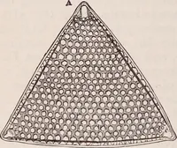 An illustration from The microscope and its revelations (1891)