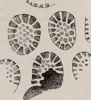 An illustration from The microscope and its revelations (1891)
