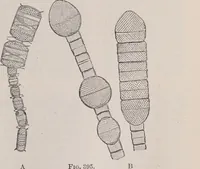 An illustration from The microscope and its revelations (1891)