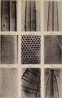 An illustration from The microscope and its revelations (1891)