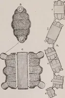 An illustration from The microscope and its revelations (1891)
