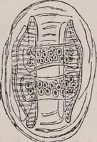 An illustration from The microscope and its revelations (1891)