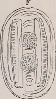 An illustration from The microscope and its revelations (1891)