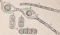 An illustration from The microscope and its revelations (1891)