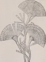 An illustration from The microscope and its revelations (1891)