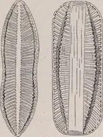 An illustration from The microscope and its revelations (1891)