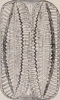 An illustration from The microscope and its revelations (1891)