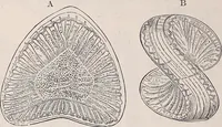 An illustration from The microscope and its revelations (1891)