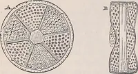 An illustration from The microscope and its revelations (1891)