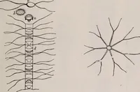 An illustration from The microscope and its revelations (1891)