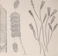 An illustration from The microscope and its revelations (1891)