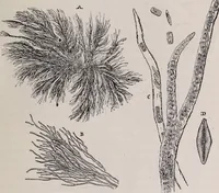 An illustration from The microscope and its revelations (1891)