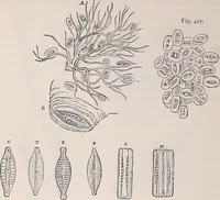 An illustration from The microscope and its revelations (1891)