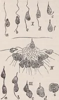 An illustration from The microscope and its revelations (1891)