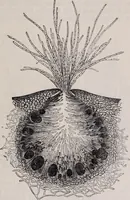 An illustration from The microscope and its revelations (1891)