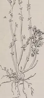 An illustration from The microscope and its revelations (1891)