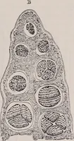 An illustration from The microscope and its revelations (1891)