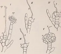 An illustration from The microscope and its revelations (1891)
