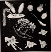An illustration from The microscope and its revelations (1891)