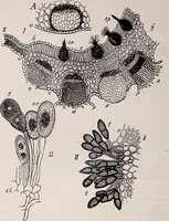 An illustration from The microscope and its revelations (1891)