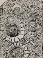 An illustration from The microscope and its revelations (1891)