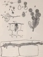 An illustration from The microscope and its revelations (1891)