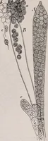 An illustration from The microscope and its revelations (1891)