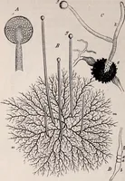 An illustration from The microscope and its revelations (1891)