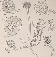 An illustration from The microscope and its revelations (1891)