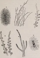 An illustration from The microscope and its revelations (1891)