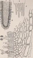 An illustration from The microscope and its revelations (1891)