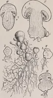 An illustration from The microscope and its revelations (1891)