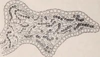 An illustration from The microscope and its revelations (1891)