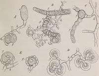 An illustration from The microscope and its revelations (1891)