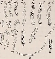An illustration from The microscope and its revelations (1891)