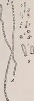 An illustration from The microscope and its revelations (1891)