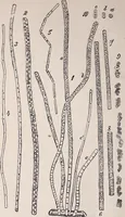 An illustration from The microscope and its revelations (1891)