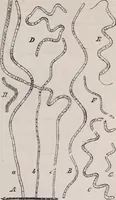 An illustration from The microscope and its revelations (1891)