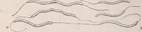 An illustration from The microscope and its revelations (1891)